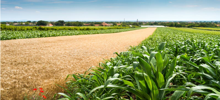 Maíz de exportación CEGRAN